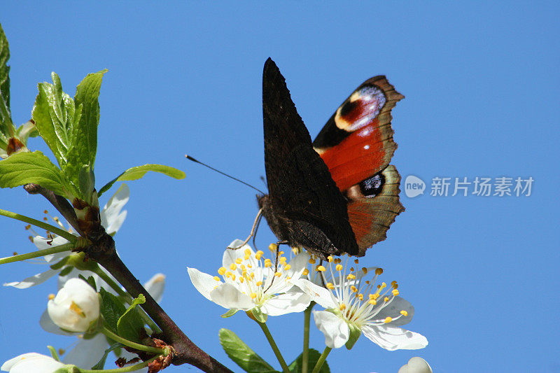 孔雀蝶(inachi Io)在梅花上